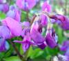 Show product details for Lathyrus vernus